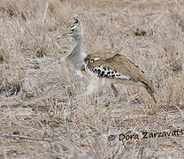 Kori Bustard