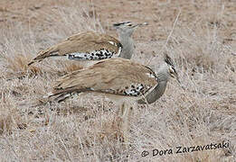 Kori Bustard