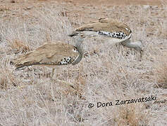 Kori Bustard