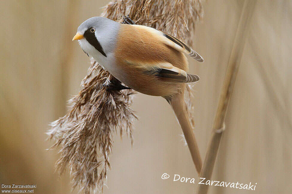 Bearded Reedling male adult, pigmentation, feeding habits, eats