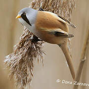 Bearded Reedling