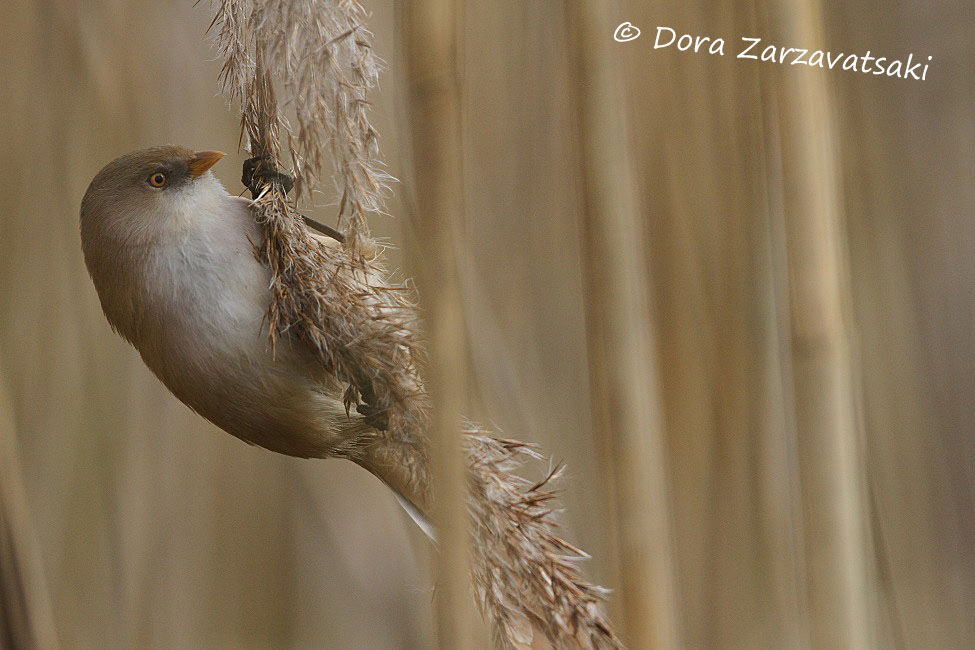 Bearded Reedling