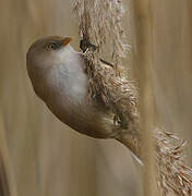 Bearded Reedling