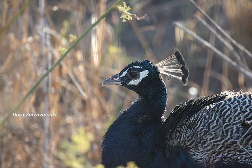 Indian Peafowl