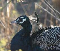 Indian Peafowl