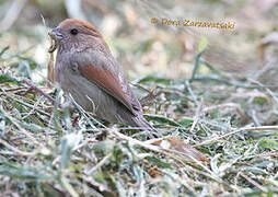 Vinous-throated Parrotbill