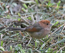 Vinous-throated Parrotbill