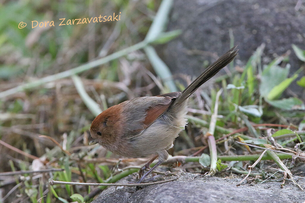 Paradoxornis de Webbadulte, identification