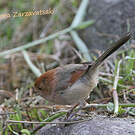 Paradoxornis de Webb