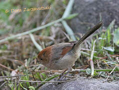 Vinous-throated Parrotbill