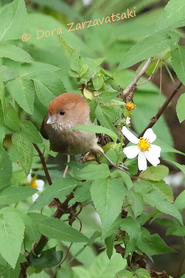 Vinous-throated Parrotbilladult, identification