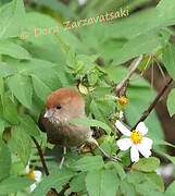 Vinous-throated Parrotbill