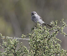 Layard's Warbler