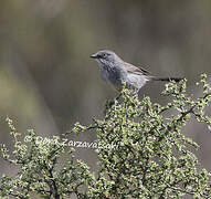 Layard's Warbler