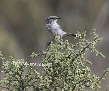 Layard's Warbler