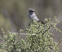 Layard's Warbler