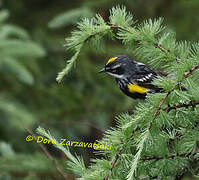 Myrtle Warbler