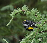 Myrtle Warbler