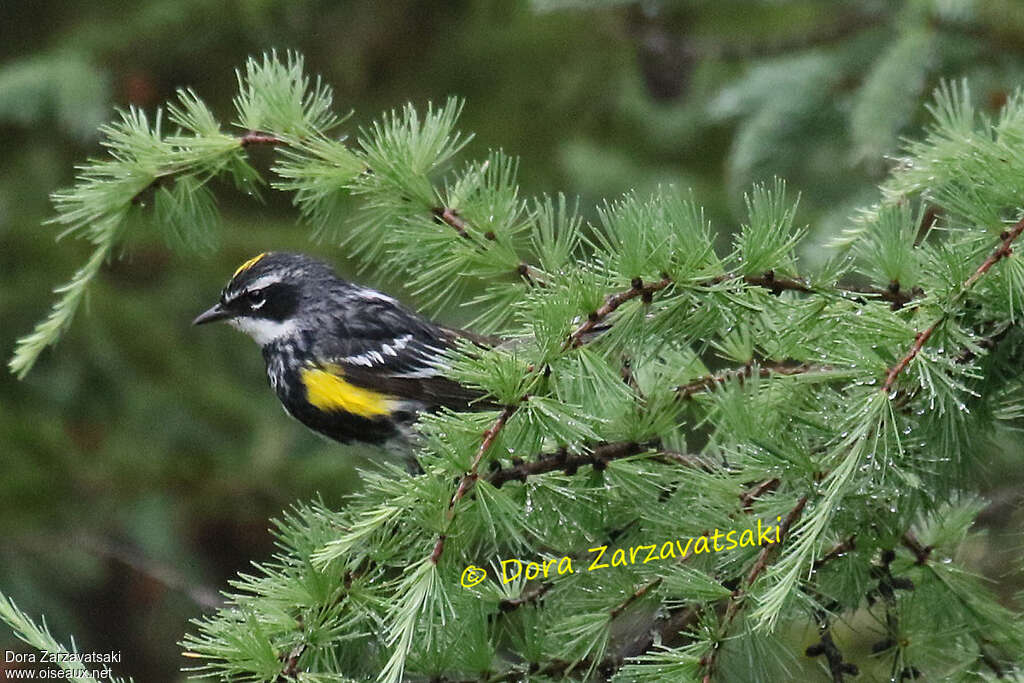 Myrtle Warbler male adult breeding, habitat, pigmentation