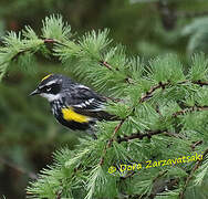 Myrtle Warbler