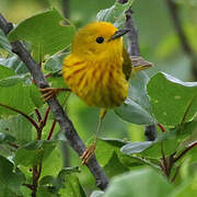 American Yellow Warbler