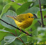 Paruline jaune