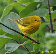 American Yellow Warbler