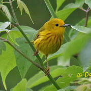 American Yellow Warbler