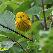 American Yellow Warbler