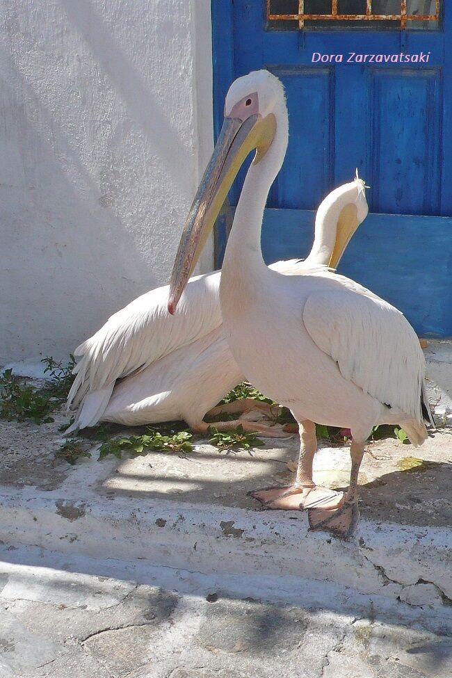 Great White Pelican