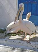 Great White Pelican