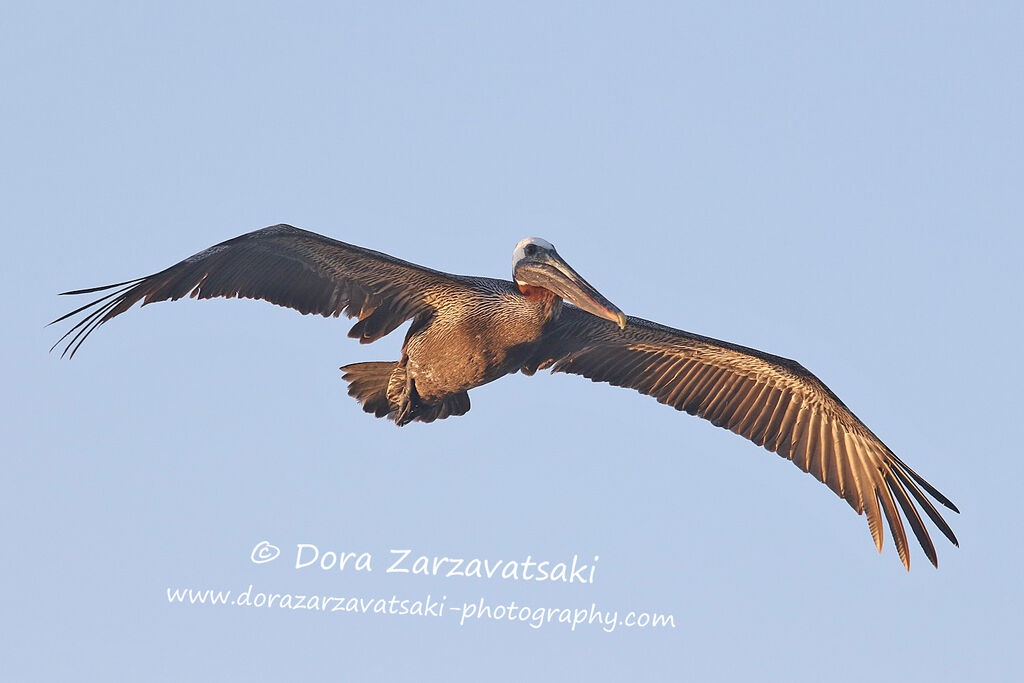 Brown Pelicanadult, Flight