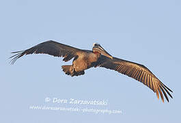 Brown Pelican