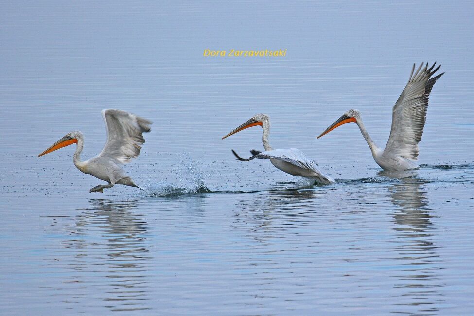 Dalmatian Pelican