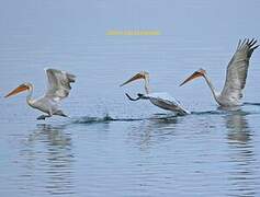 Dalmatian Pelican