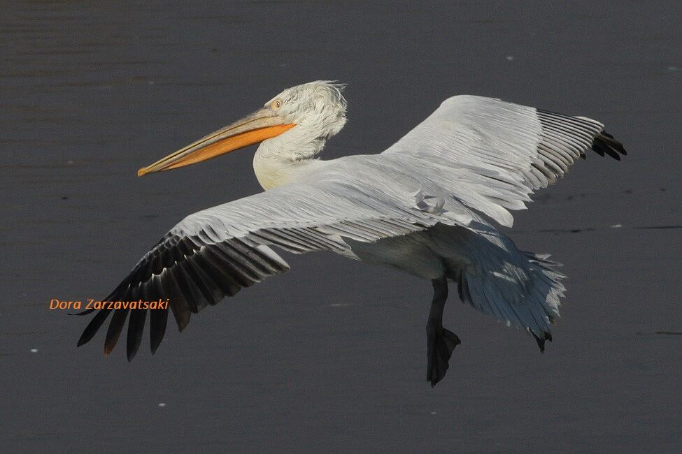 Dalmatian Pelican