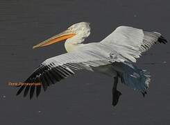 Dalmatian Pelican