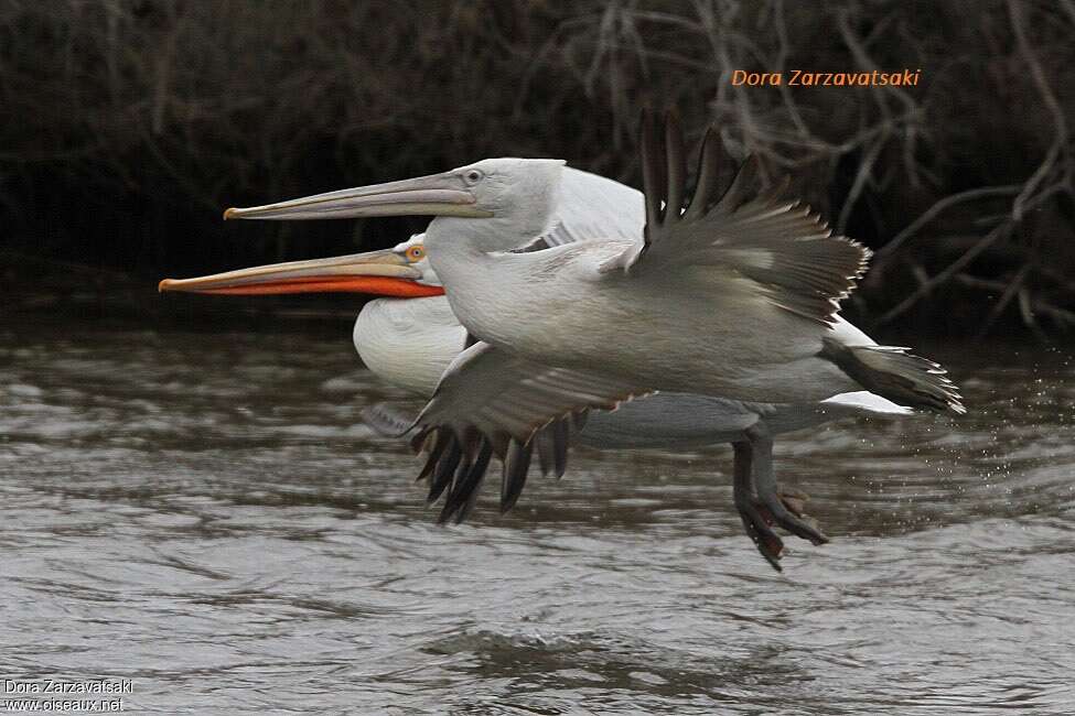 Dalmatian Pelican, Flight