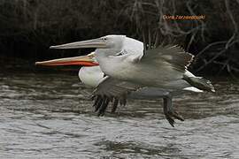 Dalmatian Pelican