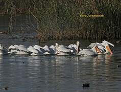 Dalmatian Pelican