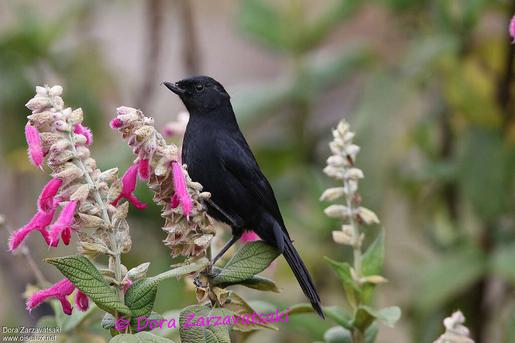 Black Flowerpierceradult, habitat, pigmentation