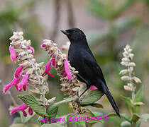 Black Flowerpiercer