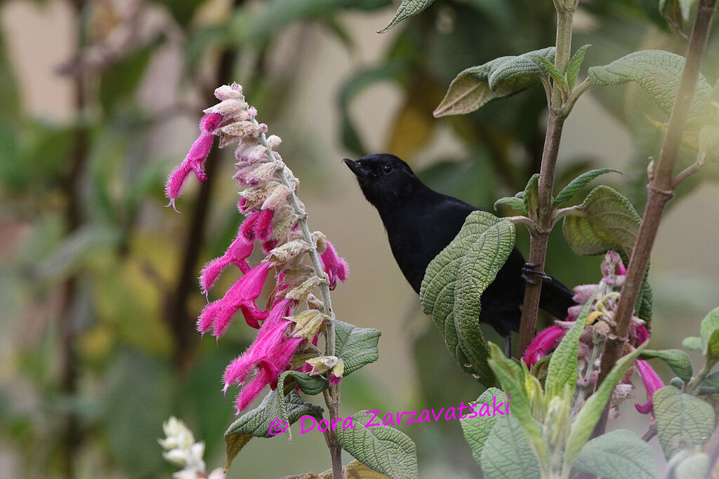 Black Flowerpierceradult, identification