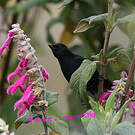 Percefleur noir
