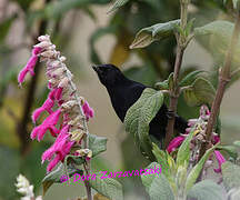 Black Flowerpiercer