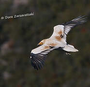 Egyptian Vulture