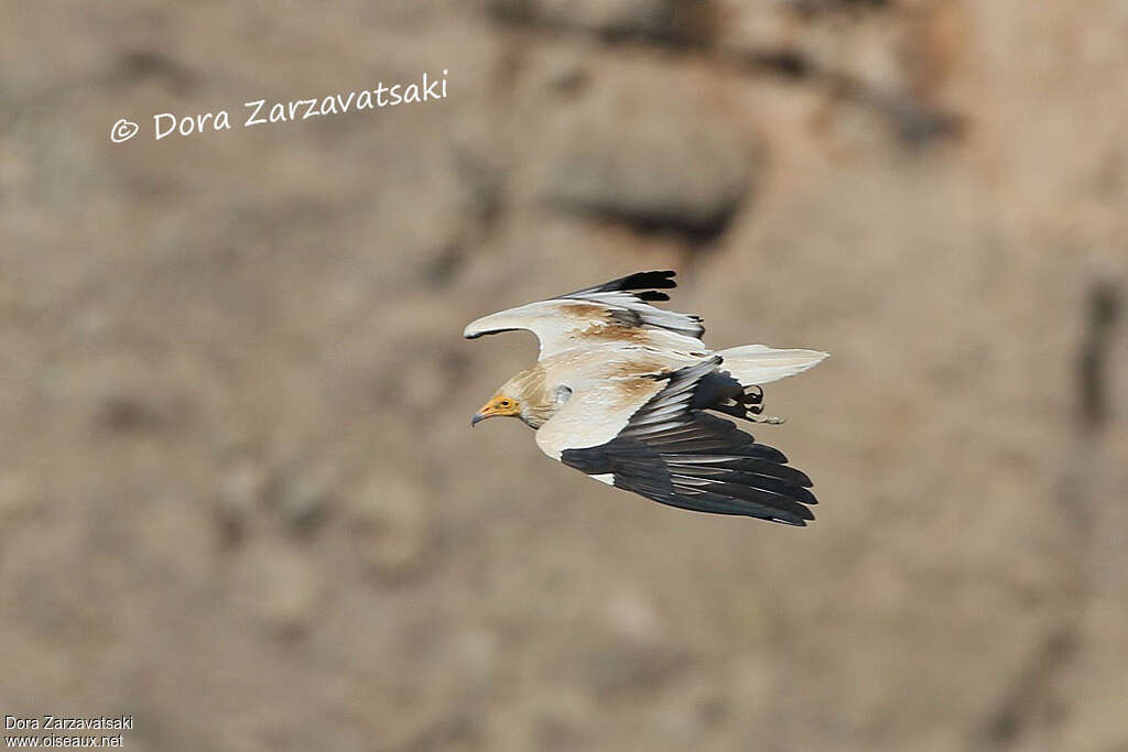 Egyptian Vultureadult, Flight