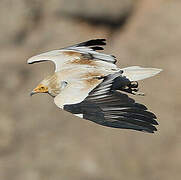 Egyptian Vulture