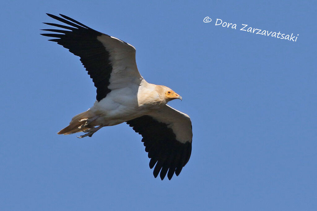 Egyptian Vultureadult, Flight