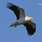 Egyptian Vulture